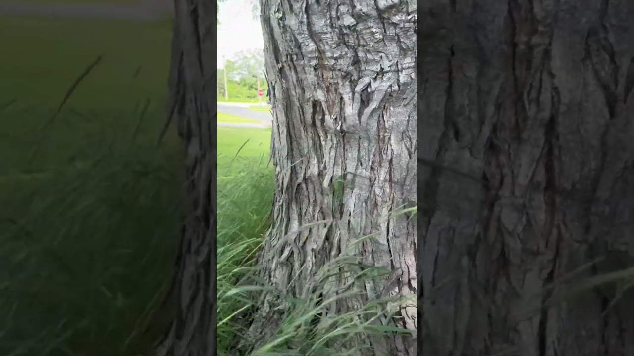 Big silver maple with unique features. Read the tree.