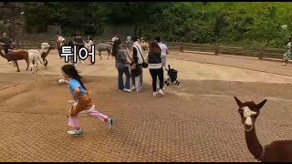 홍천속초여행 (알파카월드,장사항체험낚시)