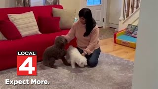 Consumer Reports: Best pet insurance alternatives screenshot 5