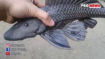 JUMPA PERS - IKAN SAPU SAPU MENJADI PERMASALAHAN NELAYAN DI DANAU TEMPE