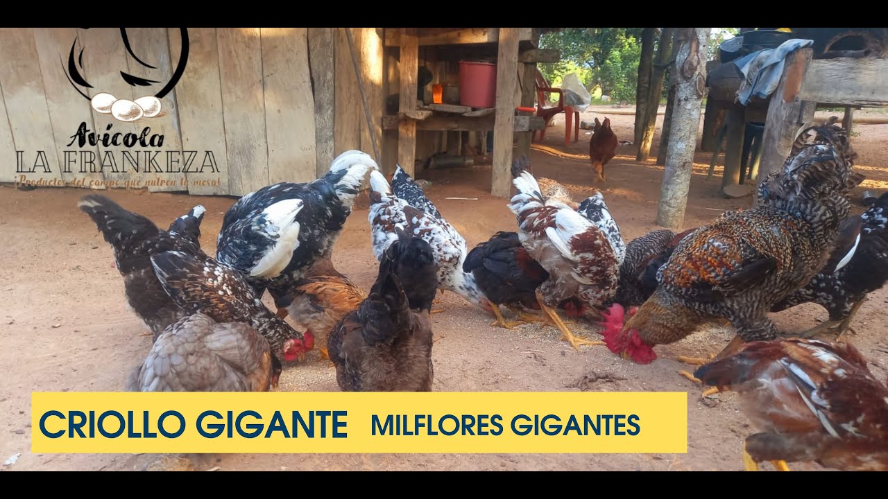 Pollos criollos en el patio. Así van mis Gigantes y Mejorados De