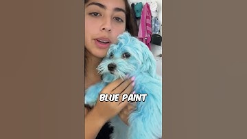 This turned her dogs blue by accident 🫢