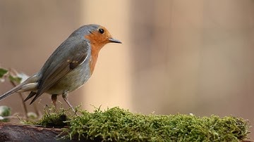 سورة الاخلاص بصوت جميل للشيخ محمد جبريل مع جمال الطبيعه لراحه نفسيه لا توصف