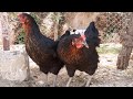 En Çok Yumurtlayan 10 Tavuk Cinsi - osman çakır