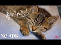 12 Hours of Soothing Music for Cats 🌿 Warm gentle melodies creating comfort and calm for Cats