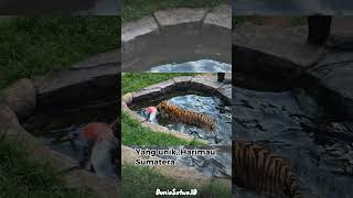 🐅Harimau Sumatera: Gagah Tapi Terancam Punah😟 #animals #tiger #shorts
