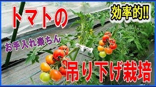 効率的!!トマトの吊り下げ栽培方法 日々のお手入れが楽になります。