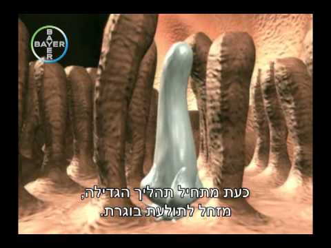 וִידֵאוֹ: תולעים עגולות בדו-חיים