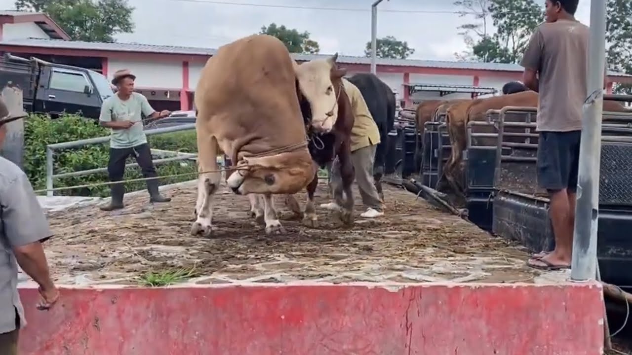 SAPI RAKSASA NGAMUK DI GANDENG MUSENG BIKIN PANIK - YouTube