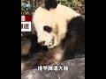 大貓熊回歸中國