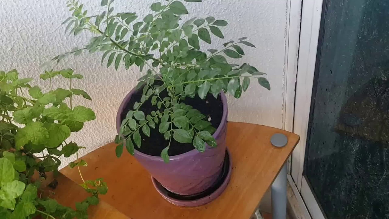Balcony Garden in Dubai 2016 Gardening in Dubai urbanjungleuae