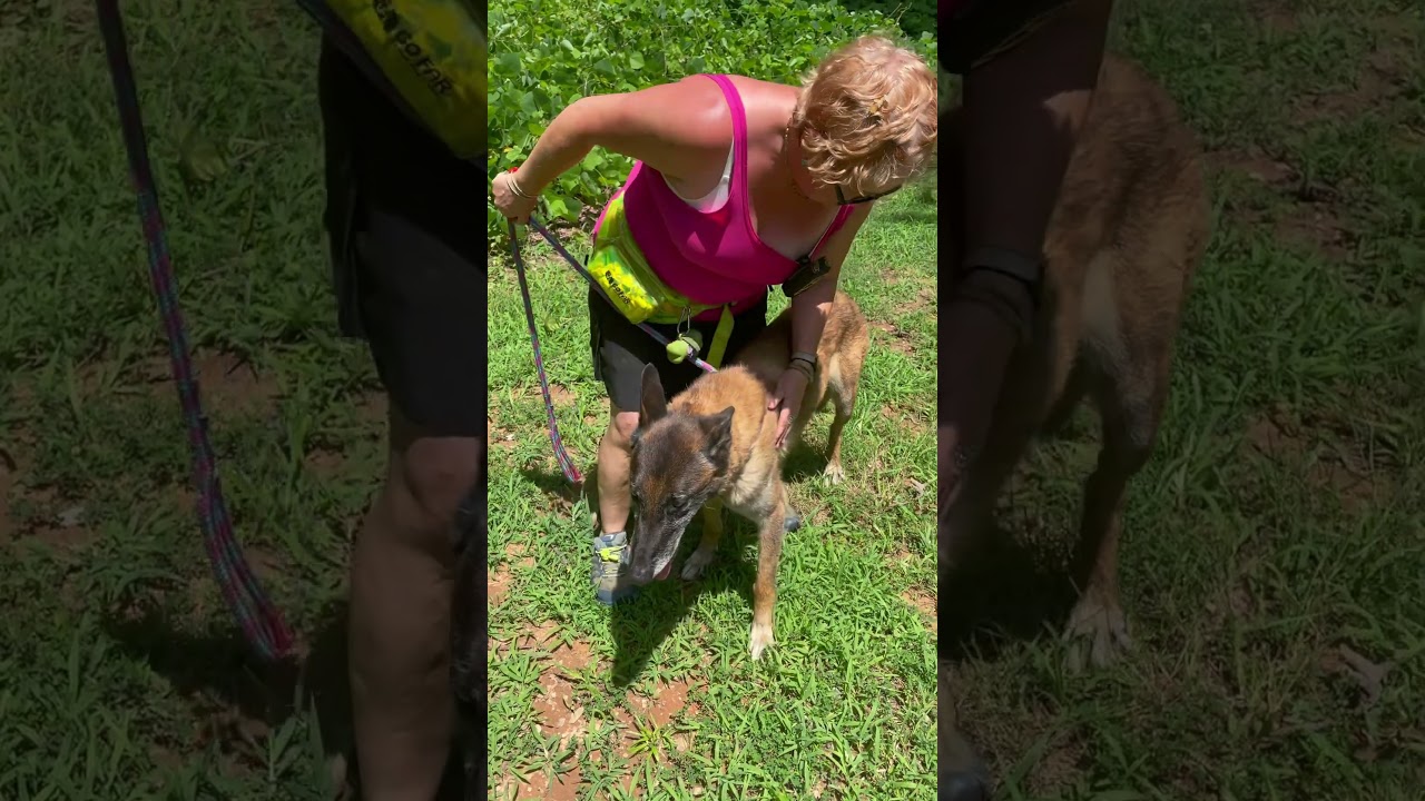 Alfred, Malinois Caswell County Shelter