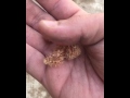 طريقه زراعه الارطى او العبل سهله جدا 