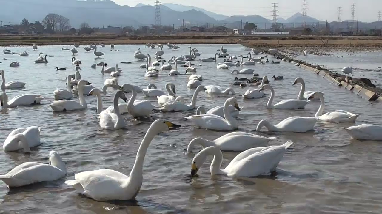 2026.2.22埼玉県神川町白鳥飛来地