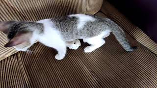 Kitten playing with a rat toy🐀 by CAT Lover 73 views 2 years ago 1 minute, 11 seconds