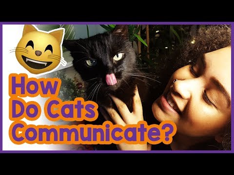 Vídeo: Cat Language 101: Como Os Gatos Falam Uns Com Os Outros?