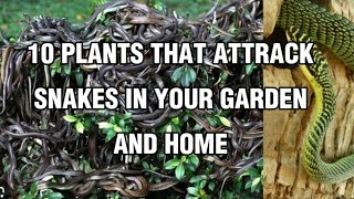 10 PLANTS THAT ATTRACT SNAKES IN YOUR GARDEN AND HOME #plants #gardening #gardeningideas #snake