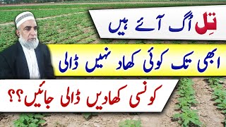 Fertilizer plan for Sesame crop 2024 || Crop Reformer