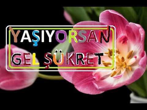 YAŞIYORSAN GEL ŞÜKRET / Müziksiz İlahiler Kanalı