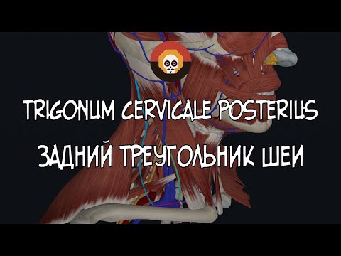 Задний треугольник шеи (trigonum cervicale posterius) 3D Анатомия