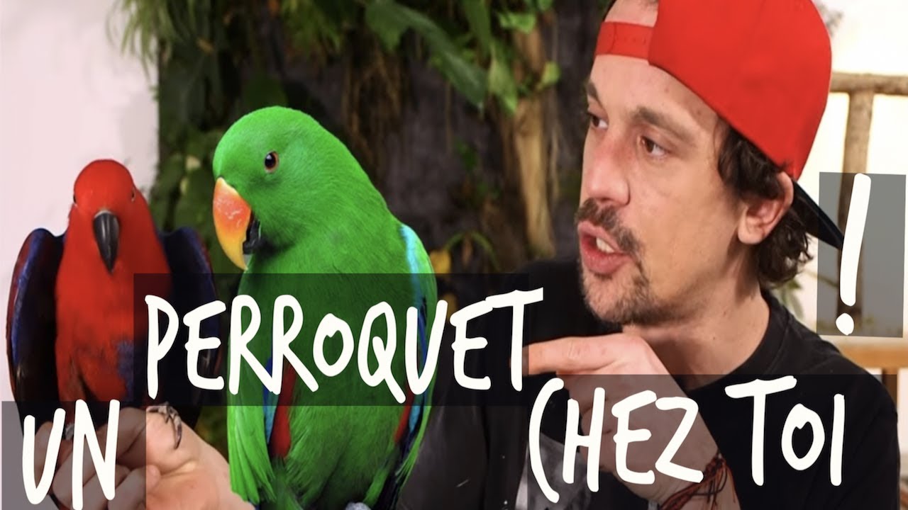 UN PERROQUET CHEZ TOI ?? - VLOG TOOPET