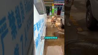 Perro copia todos sus movimientos en el juego más tierno 😂🐕
