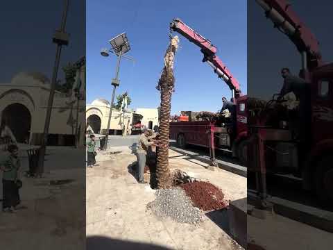 استكمال زراعة أشجار النخيل في محيط قلعة حلب ضمن مشروع شهباء من جديد لإعادة تأهيل القلعة بتمويل من