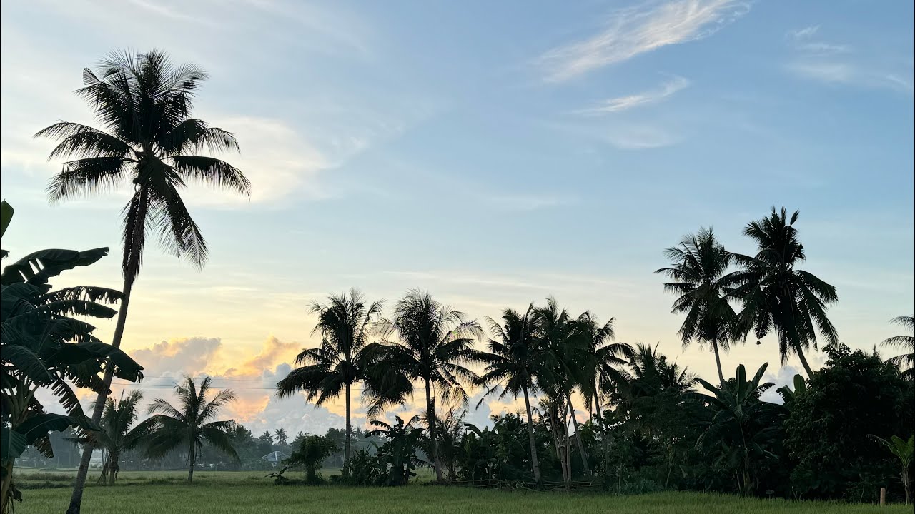 Another project! Cutting coconut trees