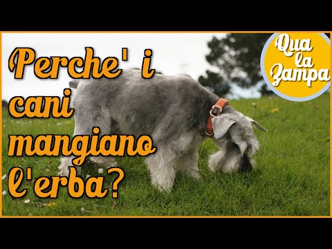 Video: Effetti collaterali di Doxycycline per cani