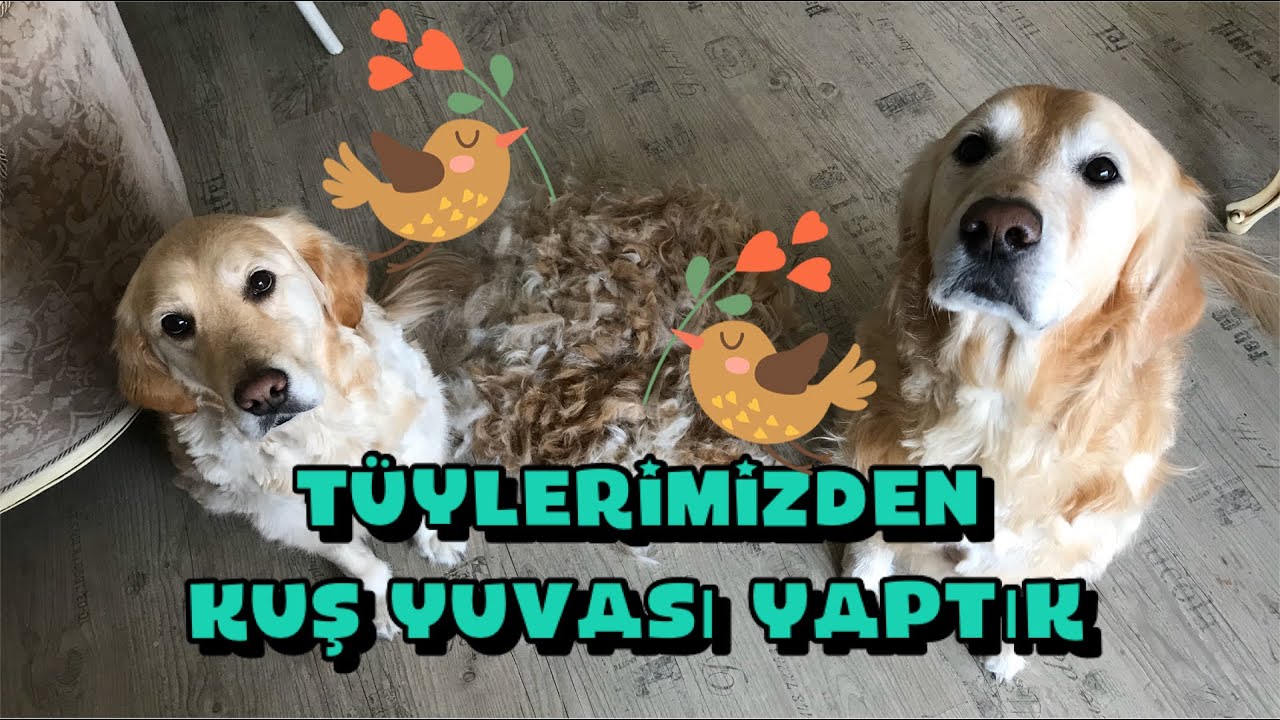 Kuş Yuvası Yapımı Kedi ve köpek tüylerini değerlendirin YouTube