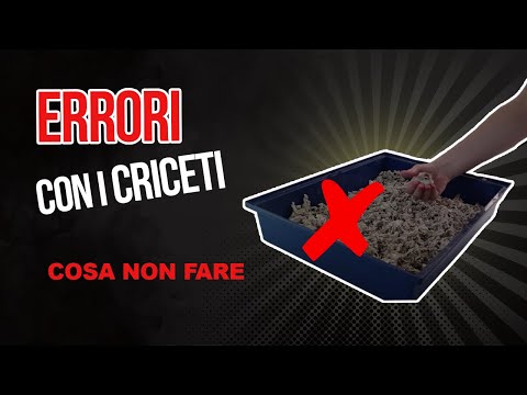 Video: Differenza Tra Criceto E Gerbillo