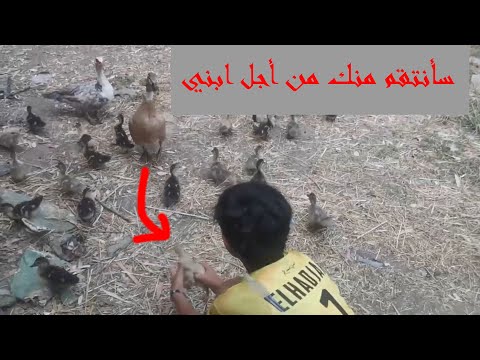 دفاع البطة على اولادها بشكل مضحك و عجيب ههه