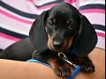 Free Puppy Training: The Best Free Puppy & Dog Obedience Training Tips Online Free Puppy Training: The Best Free Puppy & Dog Obedience Training Tips Online