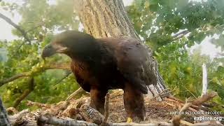 Decorah Eagles 7-15-23, 7:30 pm DH2 back home, RW still bothering, to N side perch