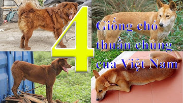 Việt Nam tứ đại quốc khuyển!!! - 4 giống chó thuần chủng của Việt Nam