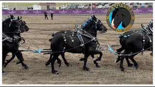 Draft Horse Show at Young Living Farm Utah, Percheron Shire Belgian Clydesdale