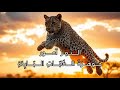 ج و ه ر ة الغ اب ات الب ار د ة الن م ر آمور الوثائقية 2025 ج و ه ر ة الغ اب ات الب ار د ة الن م ر آمور الوثائقية 2025
