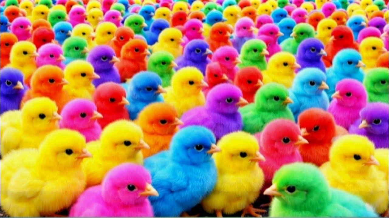 Ayam rainbow lucu, ayam warna warni, ayam rainbow, kelinci lucu, bebek lucu, hamster lucu hewan lucu