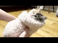 なかなか寝ない子猫にふわもこのおくるみをしたら破壊的な可愛さでした…!【保護子猫】 The wrapped kitten