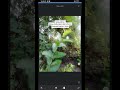 Tutorial edit foto tema Dreamy #smartphone #kamera #fotografi #dreamy