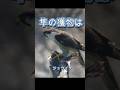 The falcon's prey『隼の獲物は』