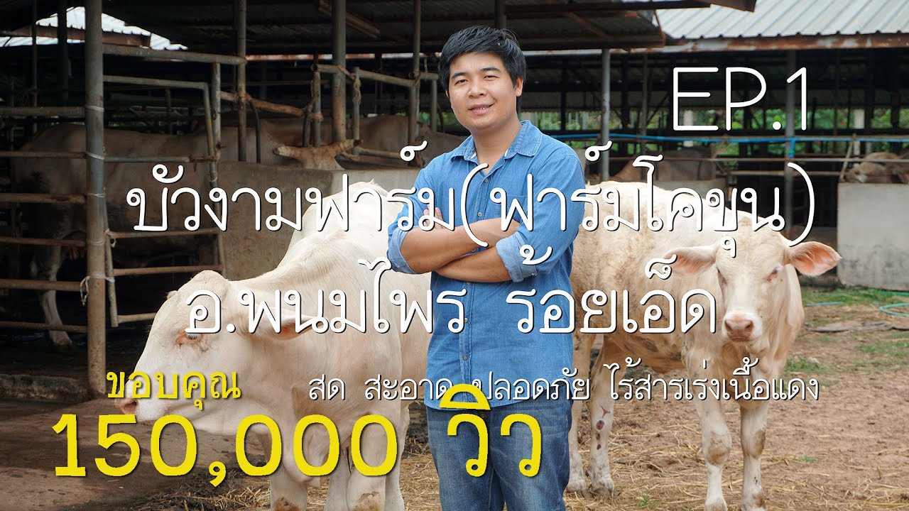 ฟาร์มโคขุน บัวงามฟาร์ม อ.พนมไพร ร้อยเอ็ด EP.1