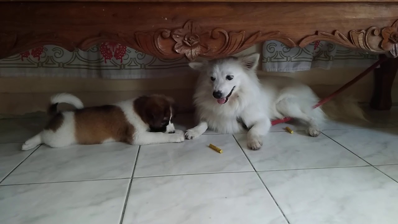 JACK RUSSEL AND JAPANESE SPITZ FIGHTING OVER A TREAT YouTube