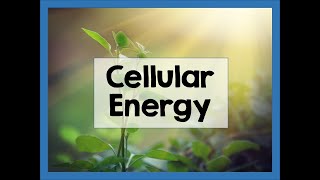UNIT 4- Photosynthesis and Cellular Respiration