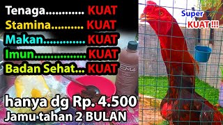 Cara Membuat Jamu Herbal Untuk Jamu Harian Ayam #KandangHollowFarm