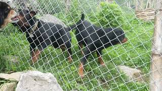 Bhote vs Rottweiler