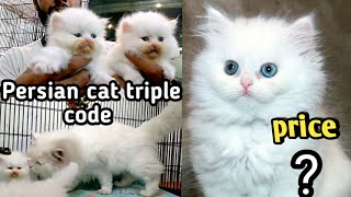 Persian cat triple coat || Tollinton market Lahore || Cat market || pet market || MMB pet lover