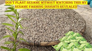 Don't Plant Sesame Without Watching This! My Sesame Farming Insights Revealed!