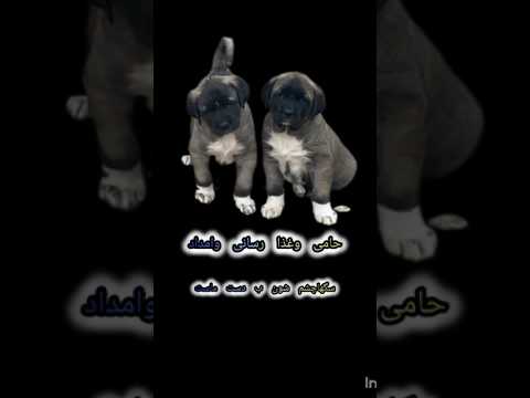 اموزش حیوانازاری سگهاموجودات مظلوم وبی گناهی هستن مضهروفامحبت اگه باهشون مهربون باشیم یوتیوبر