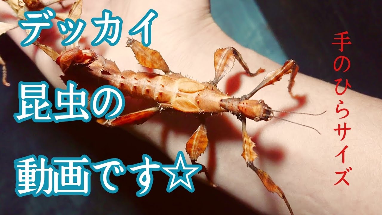 ユウレイヒレアシナナフシ】成虫になったらデカすぎた。【飼育観察
